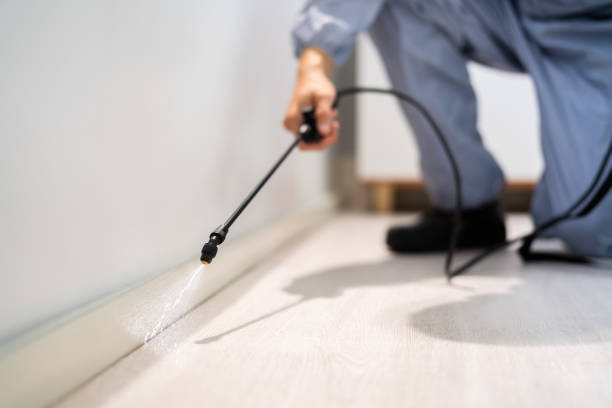 Licensed Rodent Control service in Squirrel Mountain Valley, CA - Nex Pest Control
